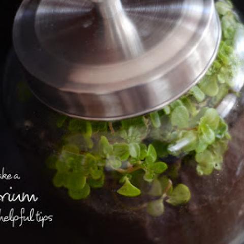 DIY Terrarium