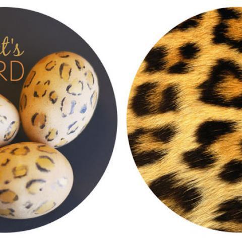Let's Leopard: Easter Egg Edition