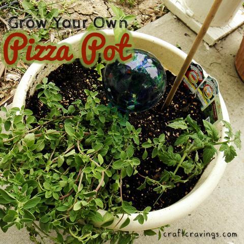 Grow Your Own Pizza Pot