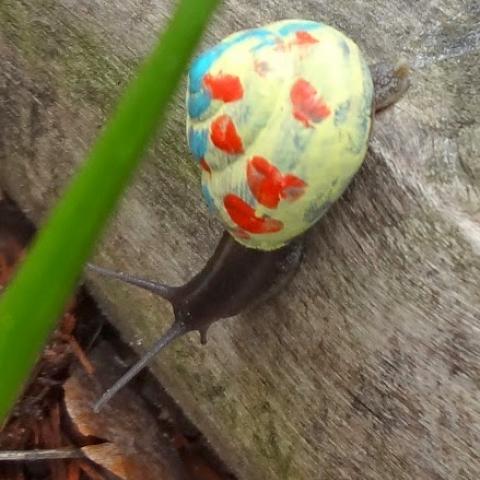 Painted Snails