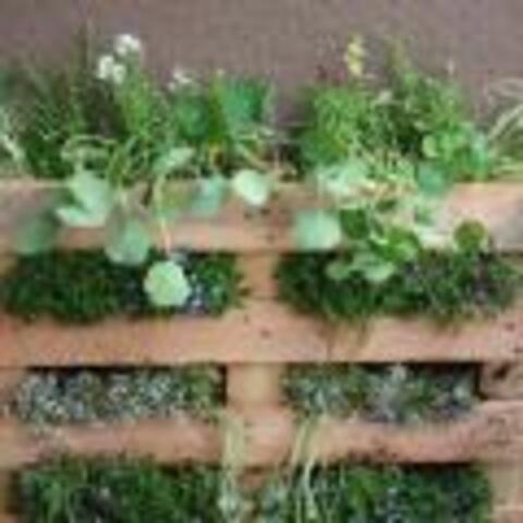 How to Turn a Pallet into a Garden