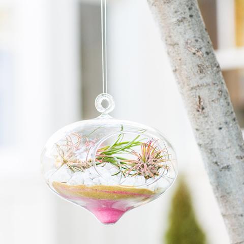 Valentine's Day Terrariums