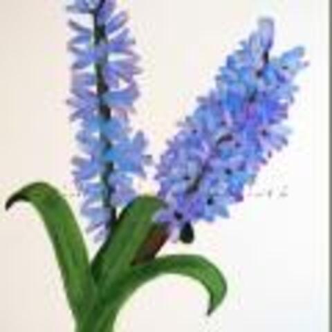 How To Paint Hyacinths