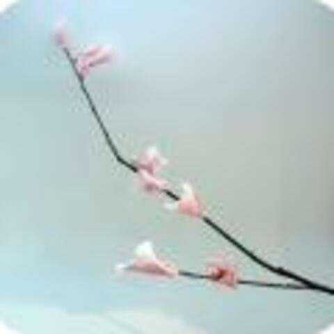 Cherry Blossom Branches