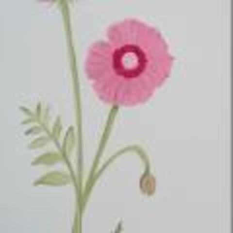 How to paint Oriental Poppies