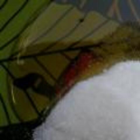 Honeyed Sugar Body Scrub