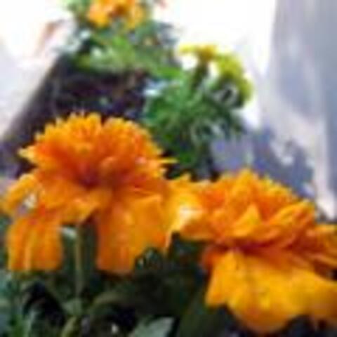 Pocket Pallet Garden