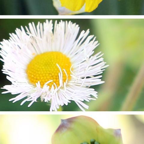 Spring Photography Challenge