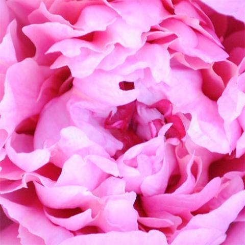 Frugal Gardening Tips