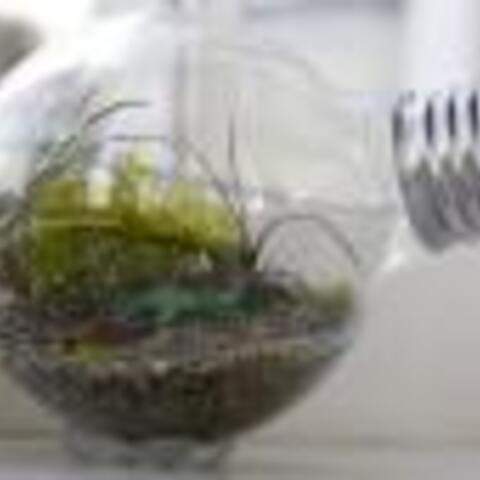 Tiny Terrarium in a Light Bulb
