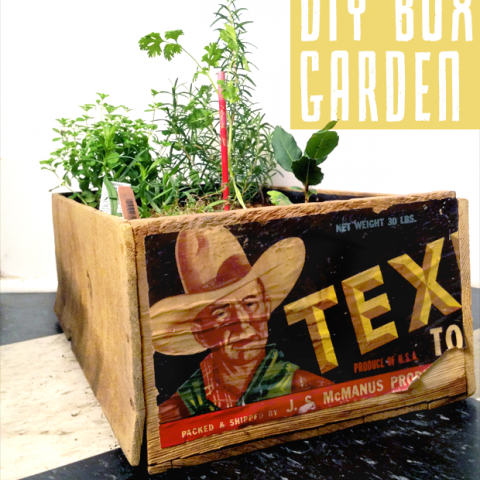 DIY Box Garden