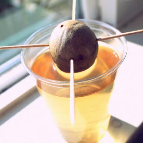 Avocado Planter